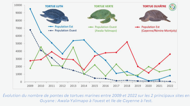 Tortues marines : un bilan encourageant marqué par de nombreuses menaces