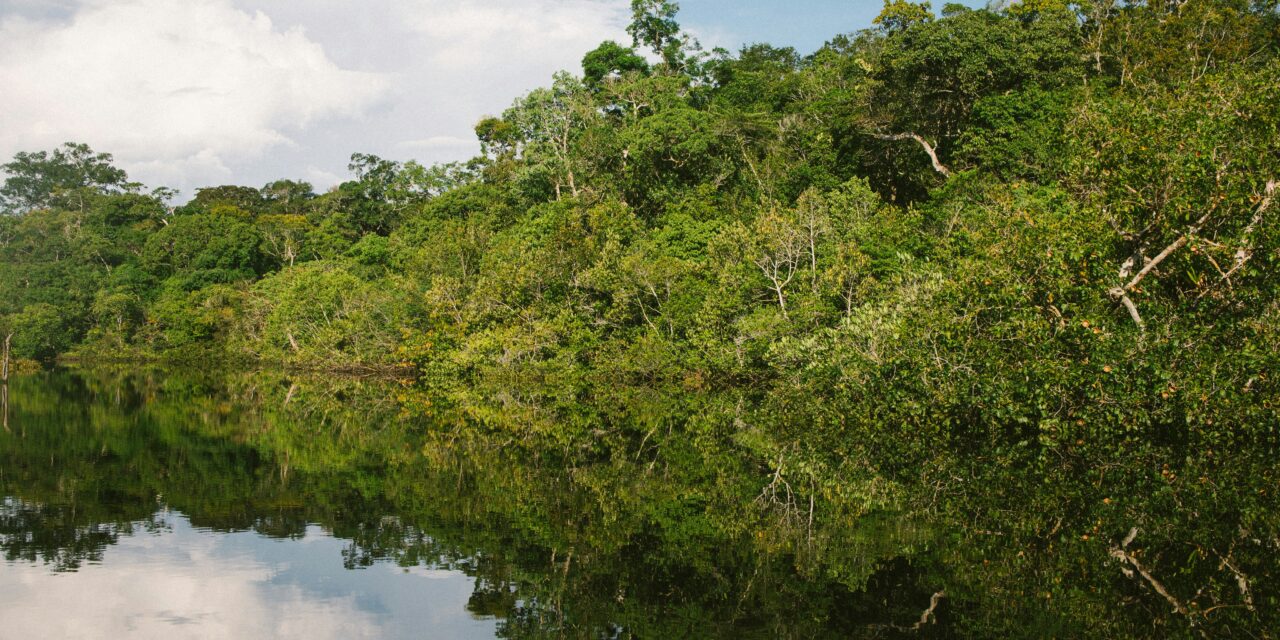 Flamme olympique : rappel des enjeux environnementaux de la Guyane