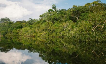 Flamme olympique : rappel des enjeux environnementaux de la Guyane