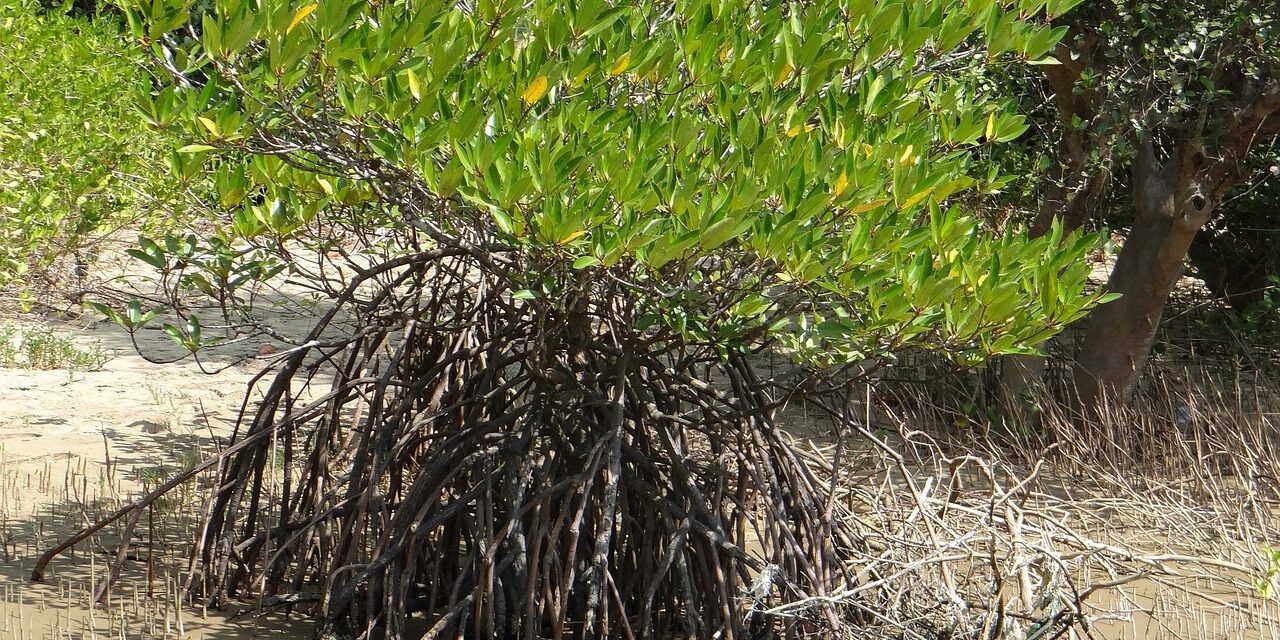 Restaurer les mangroves : quatre projets sélectionnés dans les Outre-mer