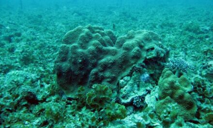 Les Outre-mer en péril face au blanchissement des coraux