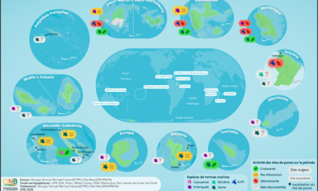 Pontes des tortues marines dans les outre-mer :  diminution sur 31 % des sites fréquentés