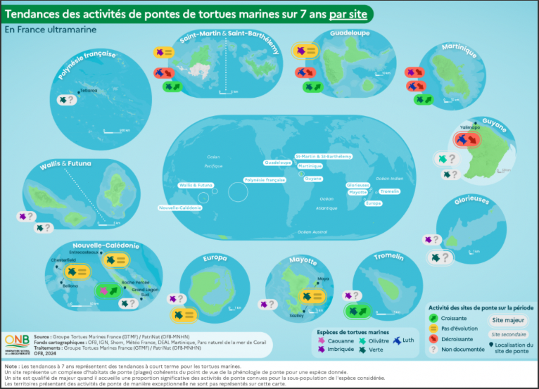 Pontes des tortues marines dans les outre-mer :  diminution sur 31 % des sites fréquentés